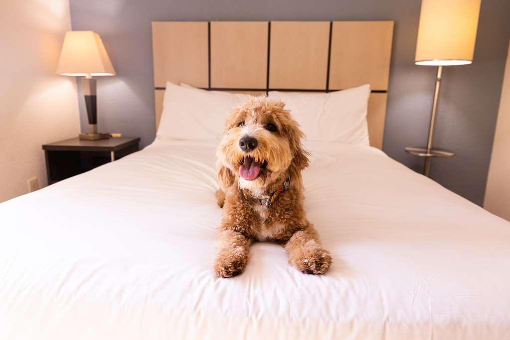 Sonesta Simply Suites Phoenix Tempe Cameră foto